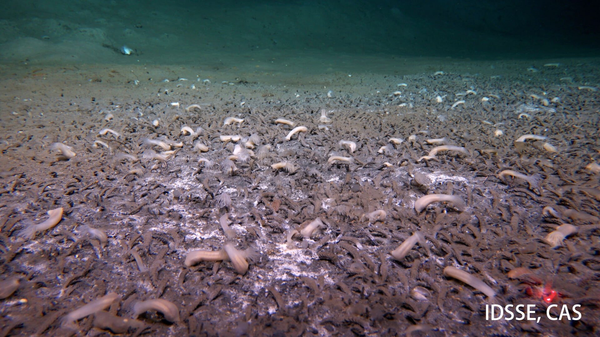 Deep Sea Life